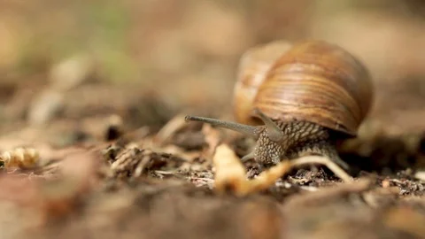 Helix pomatia mollusk in the family Helicidae. Stock Footage