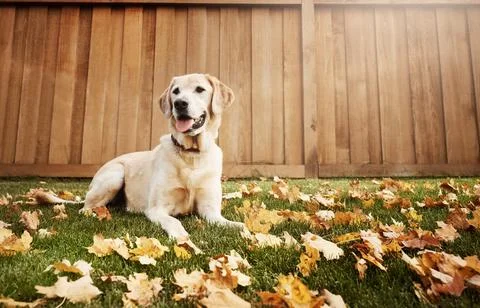 Hell soon become your best furry friend. a cute labrador sitting amongst fallen Stock Photos