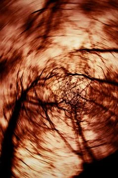 Hell trees Stock Photos