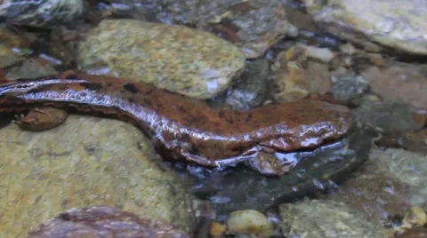 Hellbender Salamander Endangered Amphibian Crawling Swimming Through River Stock Footage 51925443