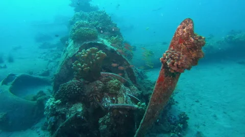 Helldiver Stock Footage 141477647