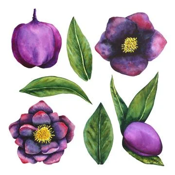 Hellebore black. Set of watercolor elements. Hand drawn flowers, bud and leaves Stock Illustration