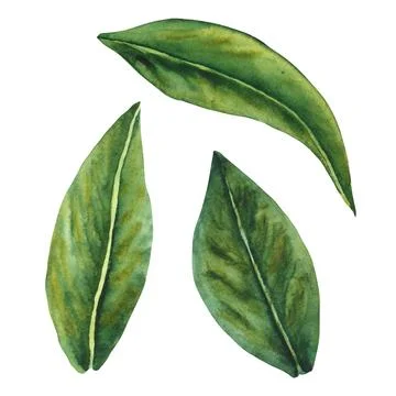 Hellebore black. Set of watercolor elements. Hand drawn leaves. Watercolor Stock Illustration