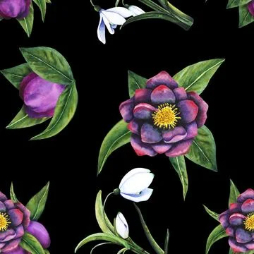 Hellebore black, snowdrop. Seamless pattern of watercolor elements on a dark Illustrazione stock