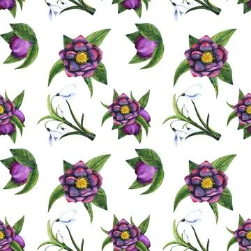 Hellebore black, snowdrop. Seamless pattern of watercolor elements on a Stock Illustration