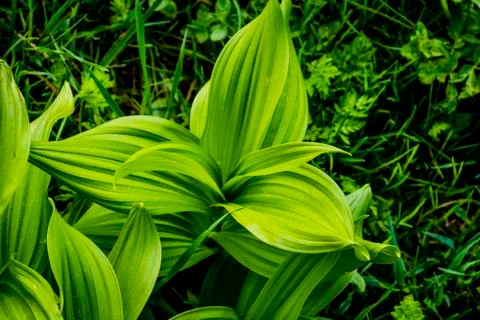 Hellebore in the field one Stock Photos