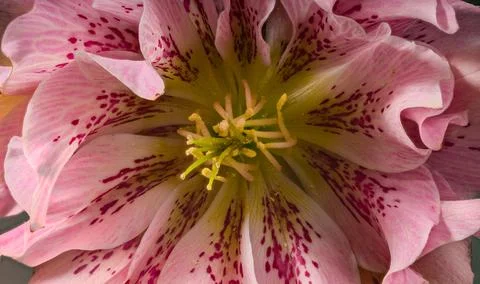 Hellebore Flower Close-up Stock Photos