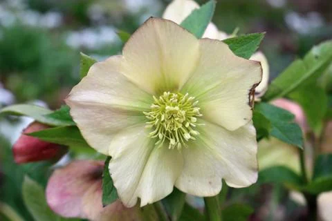 Hellebore flower Stock Photos