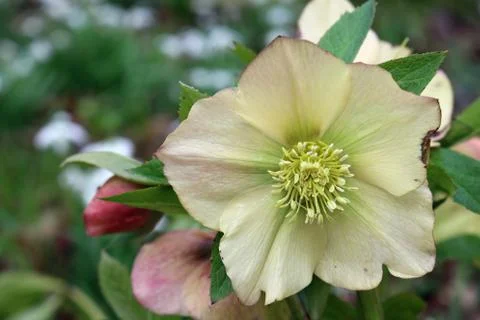 Hellebore flower Stock Photos
