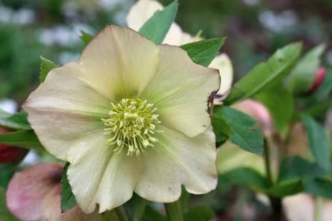 Hellebore flower Stock Photos