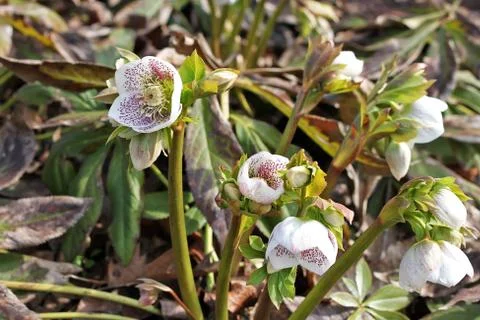 Hellebore flower in spring Stock Photos