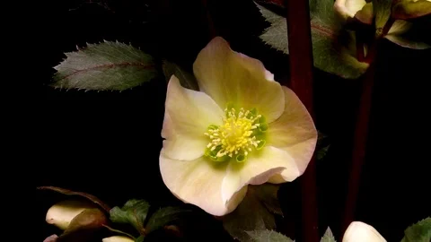 Hellebore Flower Time-lapse Stock Footage 74253729