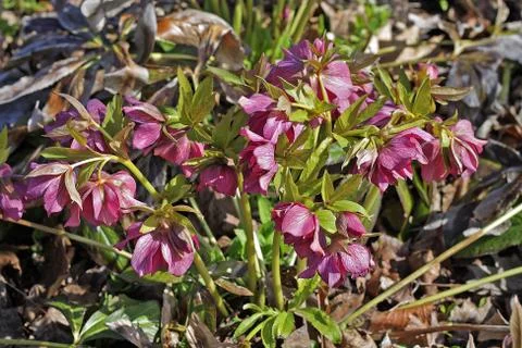 Hellebore flowers Stock Photos