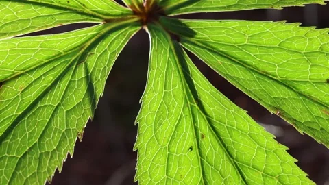 Hellebore leaves texture close up, slow motion. Stock Footage 301456937
