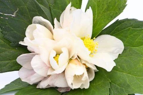 Hellebore Stock Photos