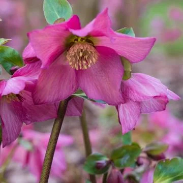 Hellebore Stock Photos