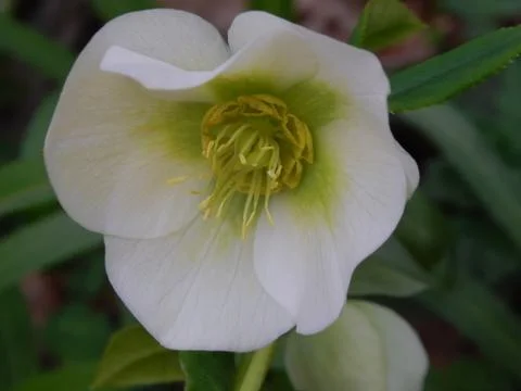 Hellebore Stock Photos