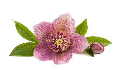 Hellebore Stock Photos