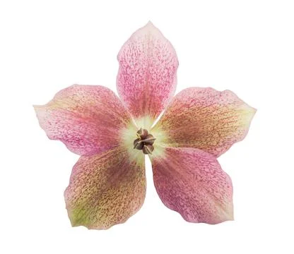 Hellebore Stock-Fotos