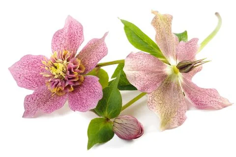 Hellebore Stock Photos