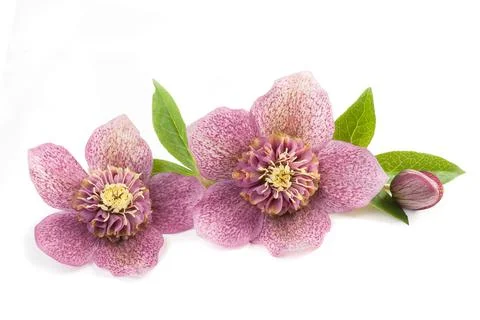 Hellebore Stock Photos