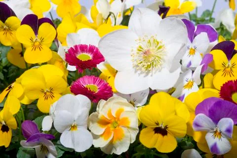 Hellebore in spring setting Stock Photos