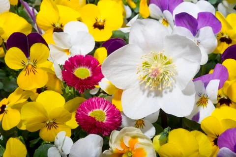 Hellebore in spring setting Stock Photos