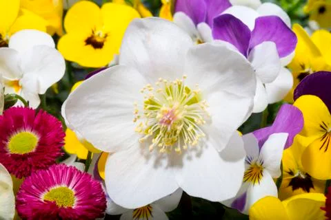 Hellebore in spring setting Stock Photos