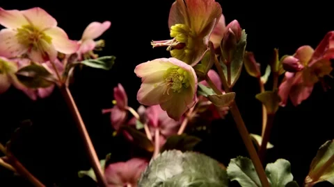 Hellebore Time-lapse Stock Footage 273838467