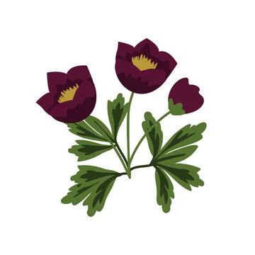 Hellebore vector illustration Stock Illustration