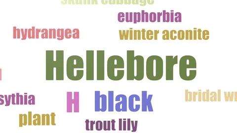 Hellebore Wordcloud Animated On White Background Stock Footage 107224373