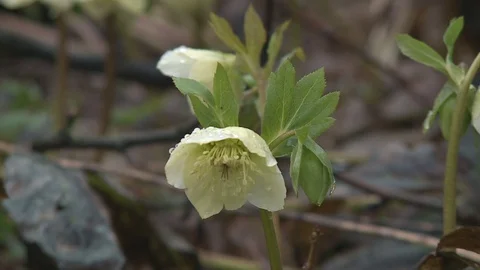 Hellebores  in flower. Stock Footage 128539798