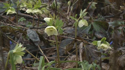 Hellebores  in flower. Stock Footage 128539819