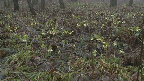 Hellebores  in flower. Stock Footage 128539850