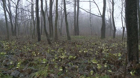 Hellebores  in flower. Stock Footage 128539865