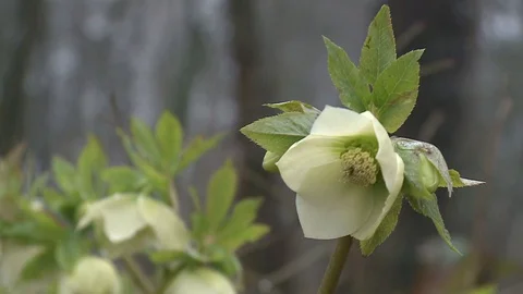 Hellebores  in flower. Stock Footage 128539868