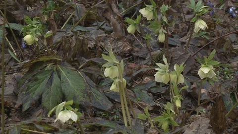 Hellebores  in flower. Stock Footage 128539878