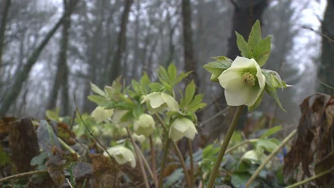 Hellebores  in flower. Stock Footage 128539886