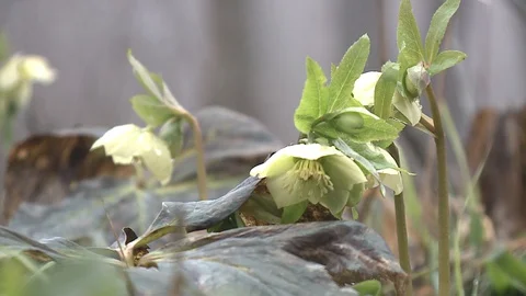 Hellebores  in flower. Stock Footage 128539900
