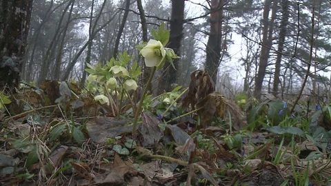 Hellebores  in flower. Stock Footage 128539906