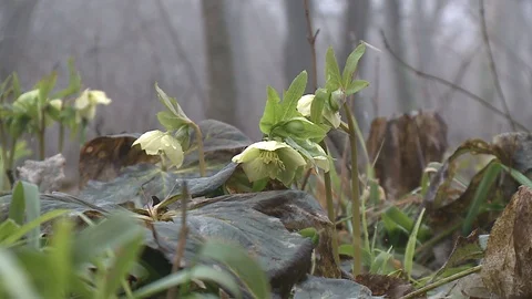 Hellebores  in flower. Stock Footage 128539937