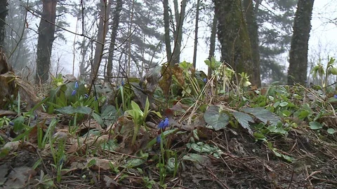 Hellebores  in flower. Stock Footage 128539940