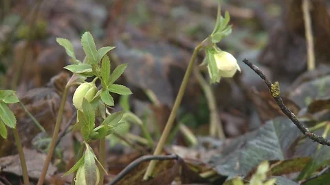 Hellebores  in flower. Stock Footage 128539968