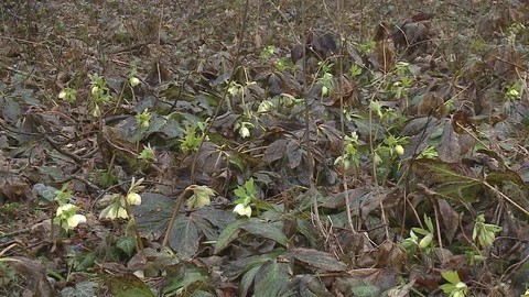 Hellebores  in flower. Stock Footage 128540015