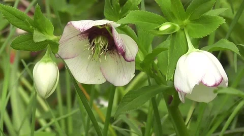 Helleborus Spring Flowers Stock-Footage 53334600