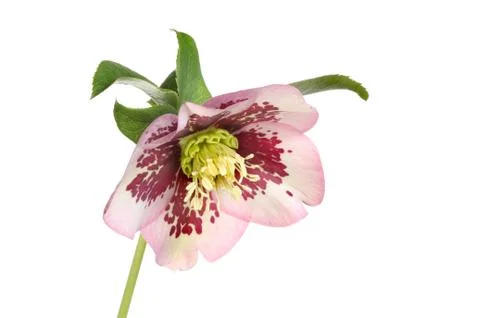 Hellibore Stock Photos