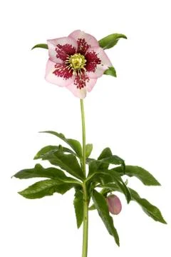 Hellibore plant Stock Photos