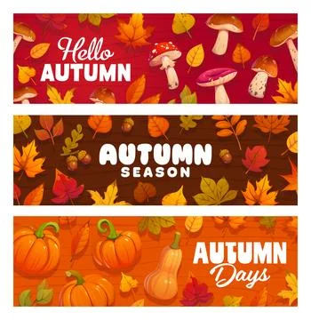 Hello autumn banners with falling leaves, berry Stock Illustration