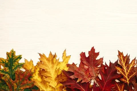 Hello autumn flat lay. Fall oak leaves in red, yellow, green colors on white  Stock Photos