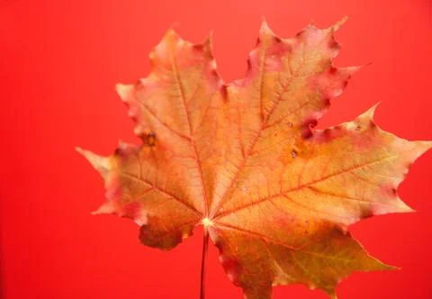 Hello autumn, maple leaf close up isolate on red background Stock Photos